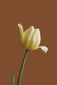 Photo by Allec Gomes A single, delicate yellow tulip against brown.