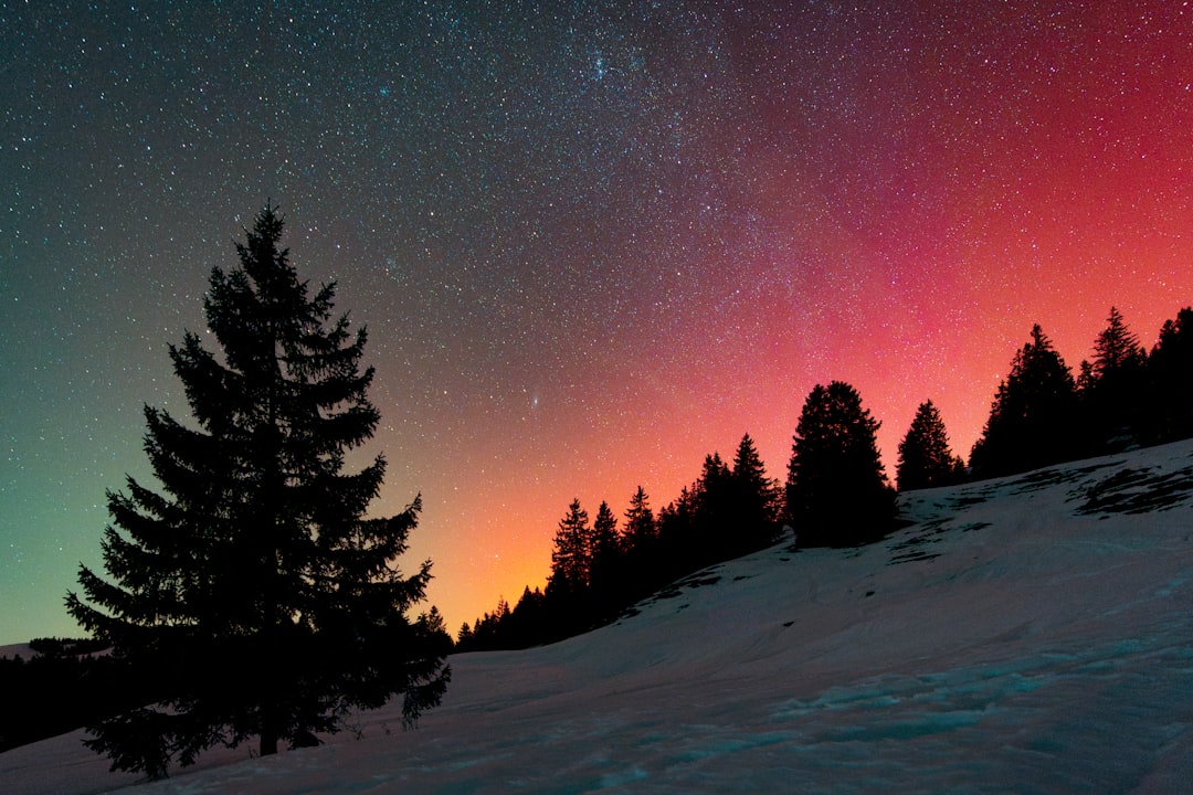 Silhouette trees against a colorful night sky