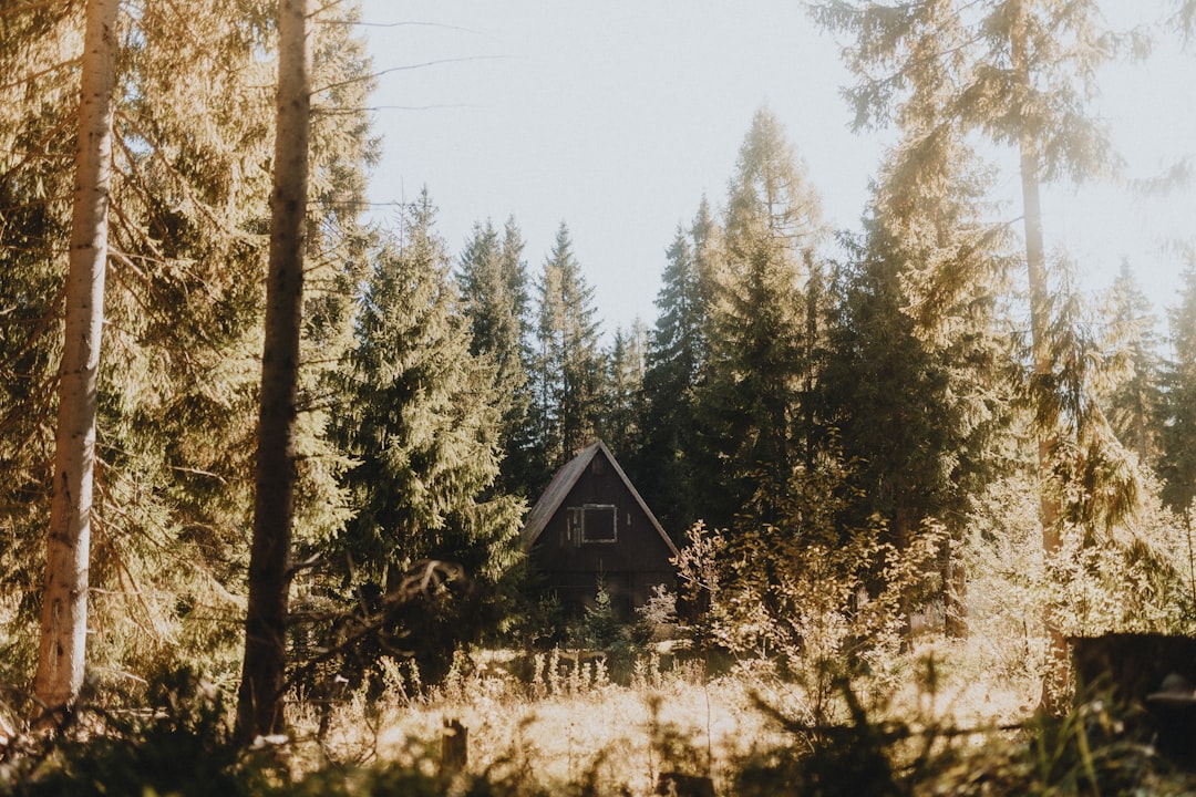 Photo by Filip Kvasnak A-frame cabin nestled in a dense forest.